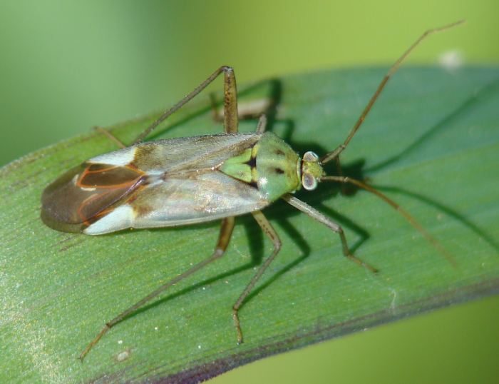 Miridae - da identificare