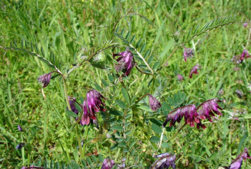 Vicia benghalensis / Veccia rosso-nera