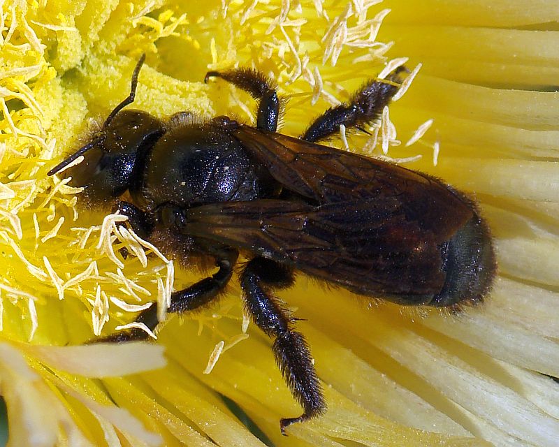 Xylocopa sp.  (Apidae).