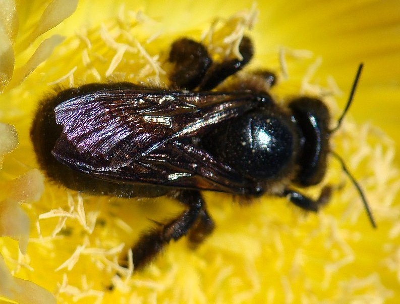 Xylocopa sp.  (Apidae).