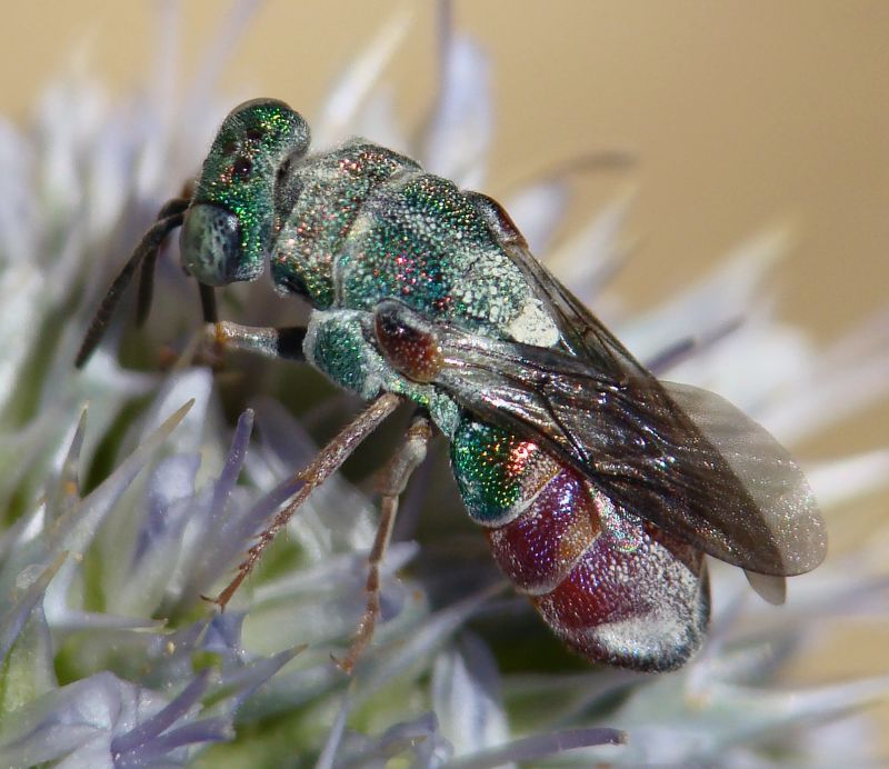 Chrysura sp. ???