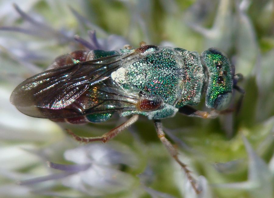 Chrysura sp. ???