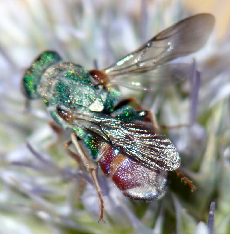 Chrysura sp. ???