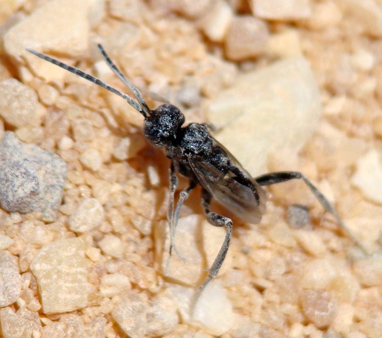 Evaniidae dal Portogallo