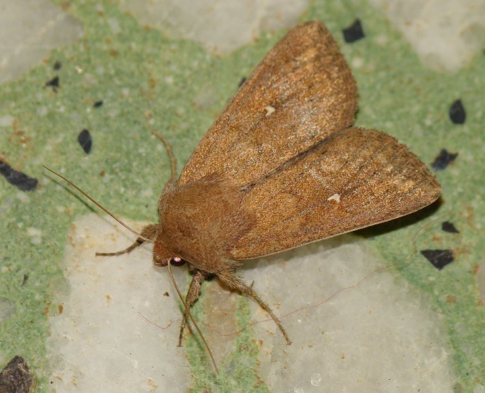 da identificare V - Mythimna albipuncta