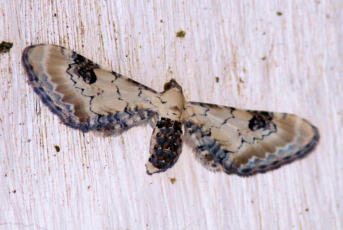 da identificare VII - Eupithecia centaureata