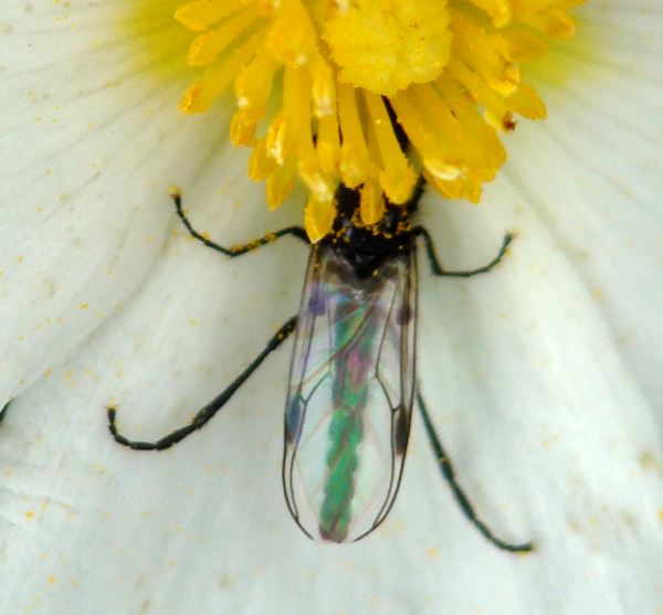 Bibionidae - da identificare