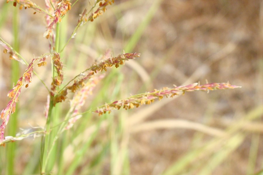 Sorghum halepense