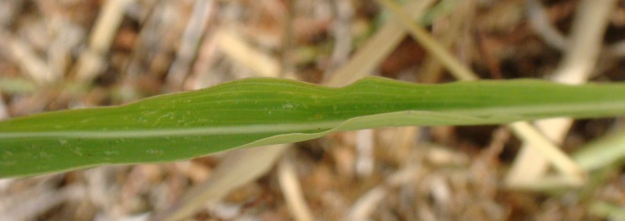 Sorghum halepense