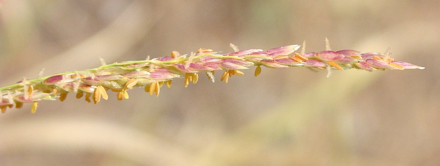 Sorghum halepense