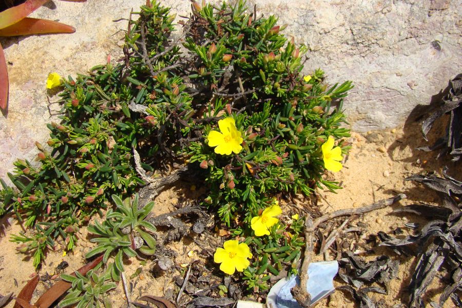 HELIANTHEMUM MARIFOLIUM ???