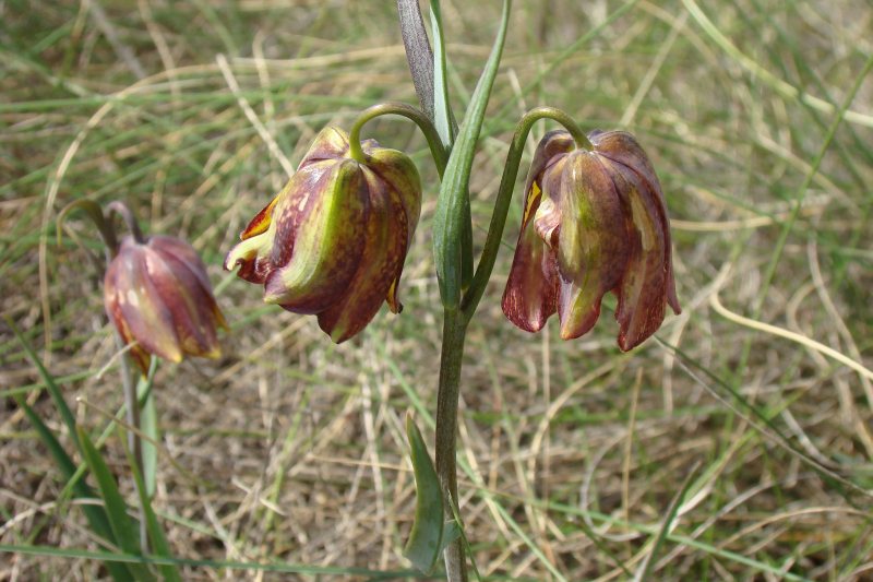 Portogallo - Fritillaria lusitanica