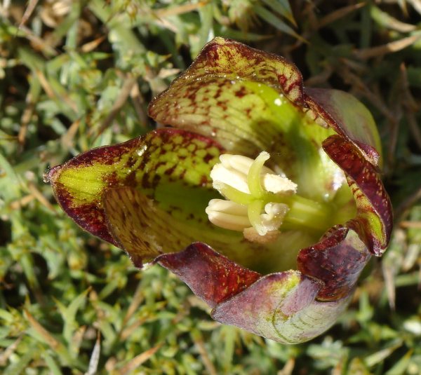 Portogallo - Fritillaria lusitanica