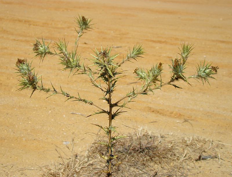 Carthamus lanatus / Zafferanone selvatico