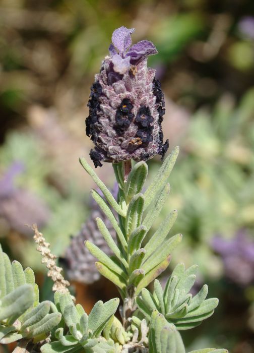 Lavandula stoechas