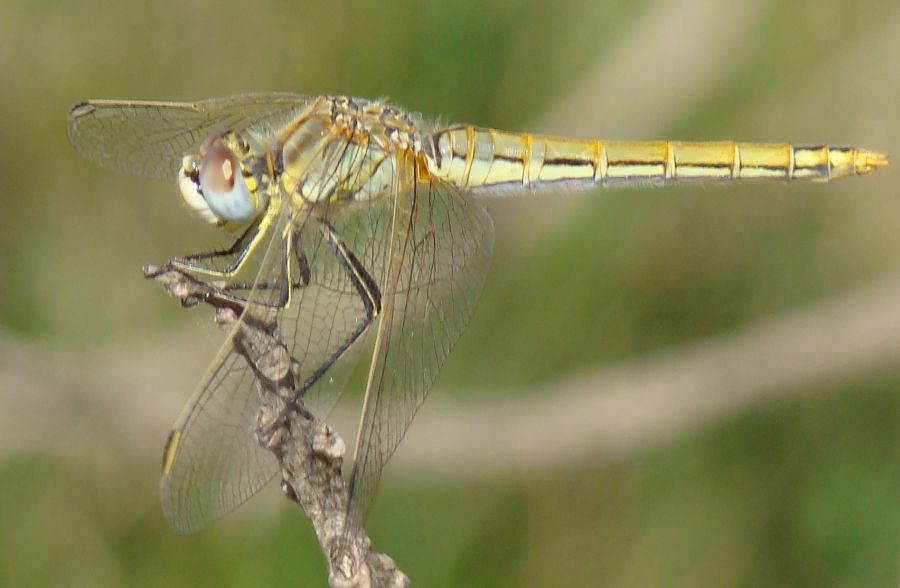 Sympetrum fonscolombii