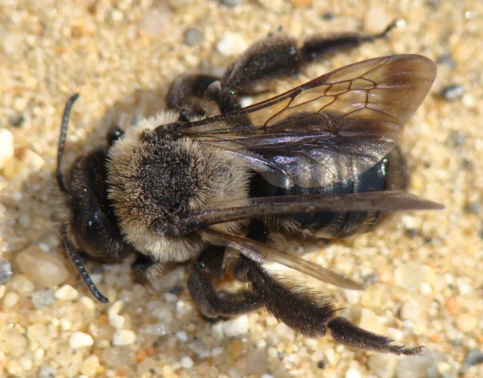 Andrena hispania F (Apidae Andreninae)