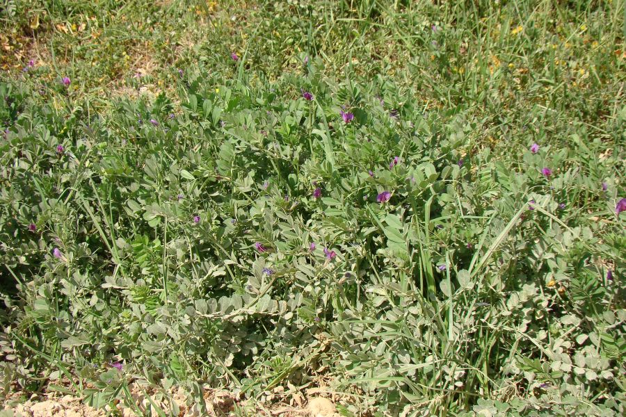 Lathyrus clymenum ? no, Vicia sativa sl