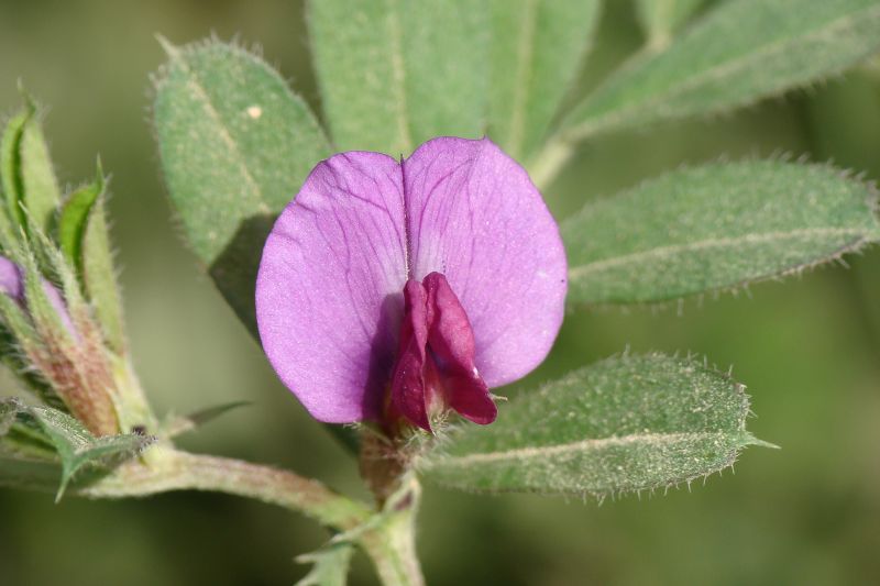 Lathyrus clymenum ? no, Vicia sativa sl