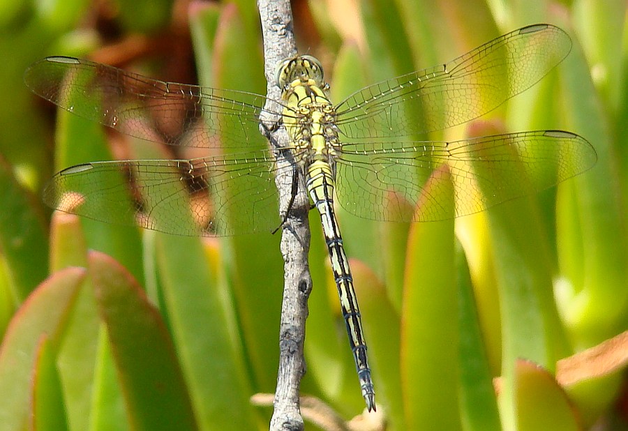 da determinare - Orthetrum trinacria