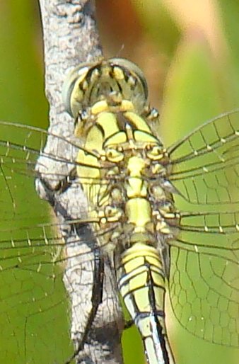 da determinare - Orthetrum trinacria