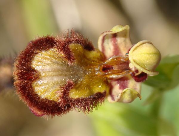 Ophrys speculum ?