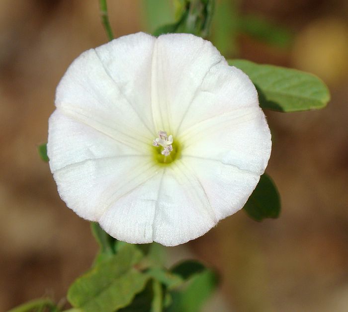 Convolvulus arvensis