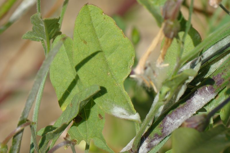 Convolvulus arvensis