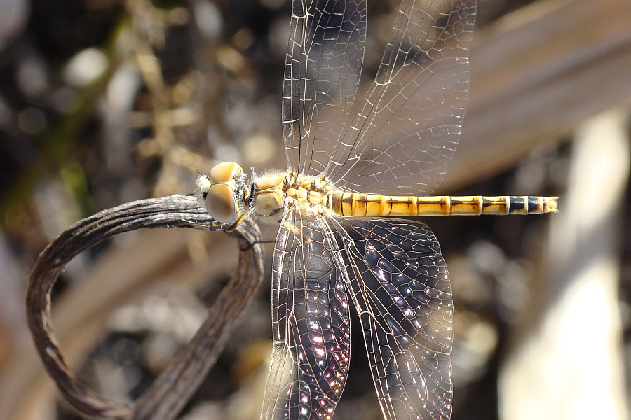 Sympetrum fonscolombii ??? - No, Selysiothemis nigra