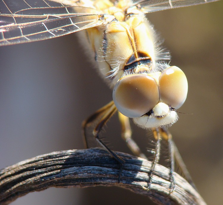 Sympetrum fonscolombii ??? - No, Selysiothemis nigra