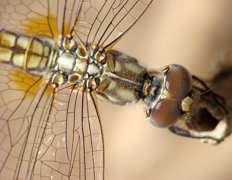 da determinare - Trithemis annulata