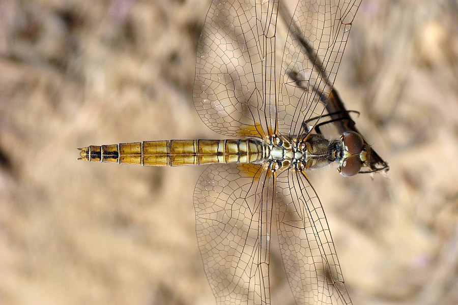 da determinare - Trithemis annulata