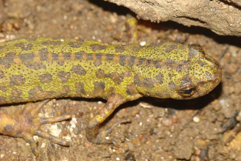 Triturus marmoratus ? - Triturus pygmaeus