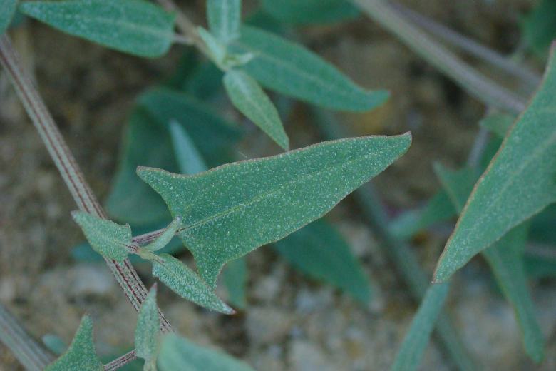 Atriplex sp