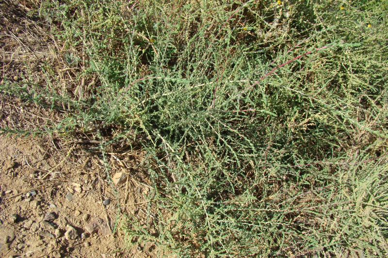 Salsola vermiculata?