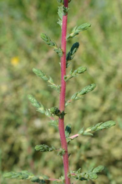 Salsola vermiculata?