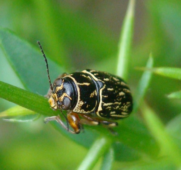 da identificare: Pachybrachis