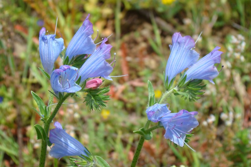 Echium plantagineum ?