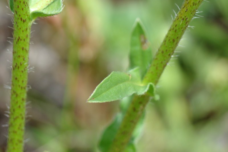 Echium plantagineum ?