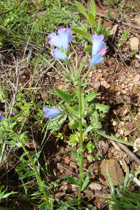 Echium plantagineum ?