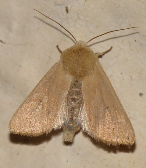 da identificare - cf. Mythimna sicula   (forma scirpi).