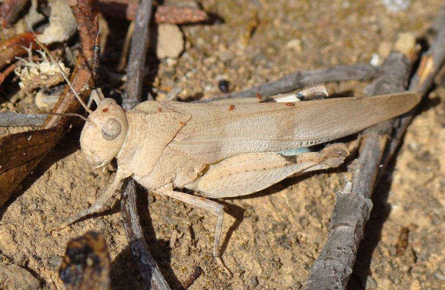 Oedipoda caerulescens ? ... Oedipoda sp.