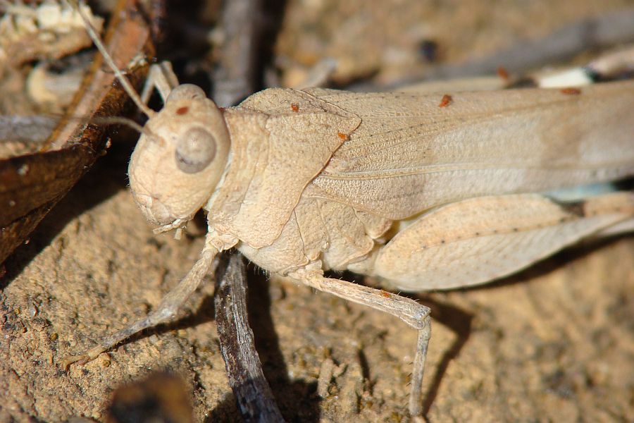 Oedipoda caerulescens ? ... Oedipoda sp.