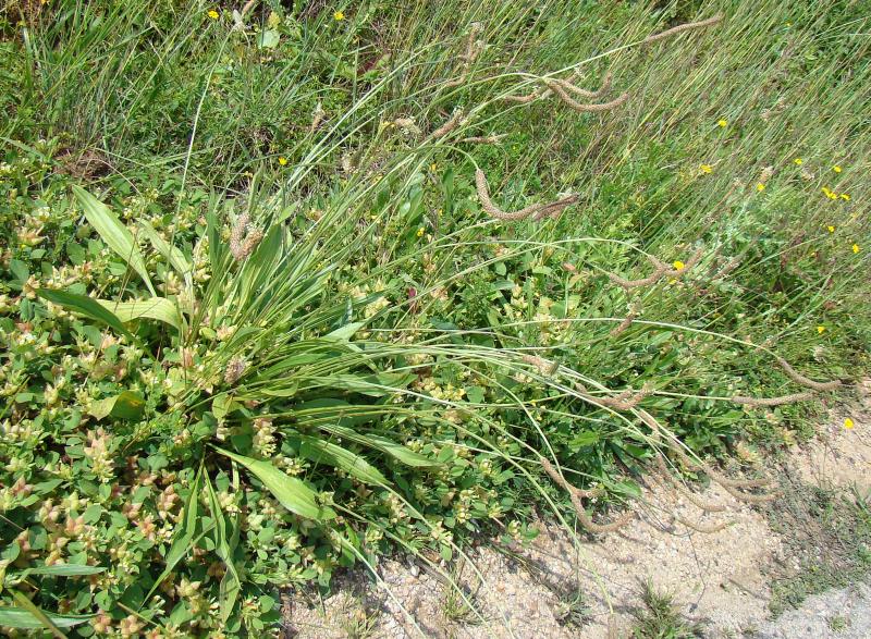 Plantago lanceolata o Plantago lagopus ? P. laceolata