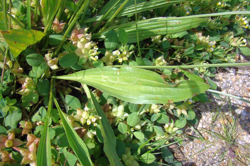 Plantago lanceolata o Plantago lagopus ? P. laceolata