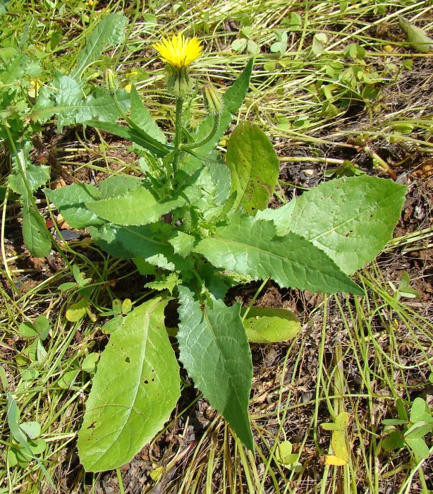 Urospermum picroides / Boccione minore