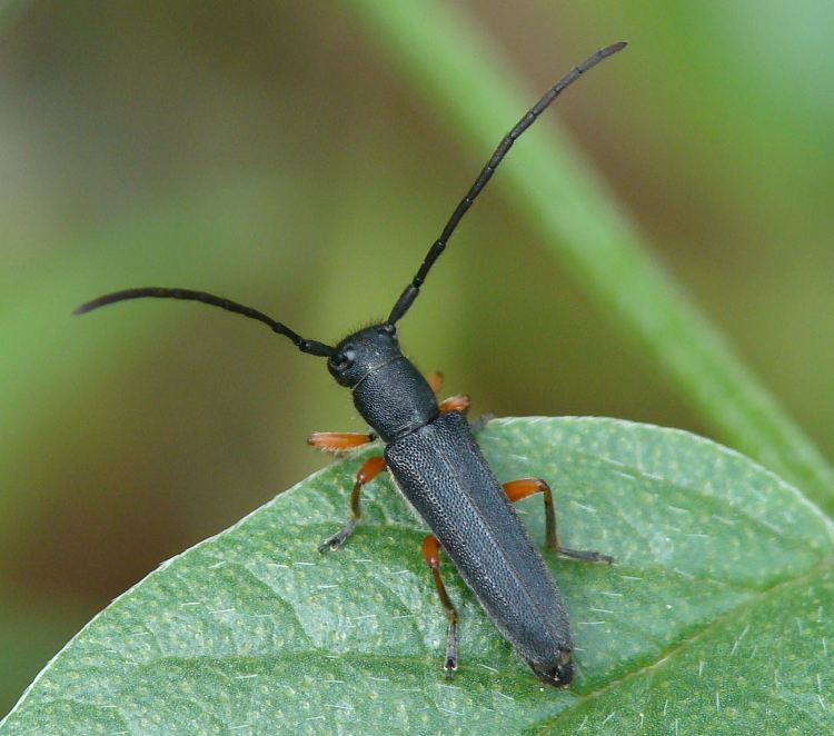 Phytoecia rufipes?