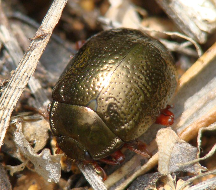 Chrysolina bankii