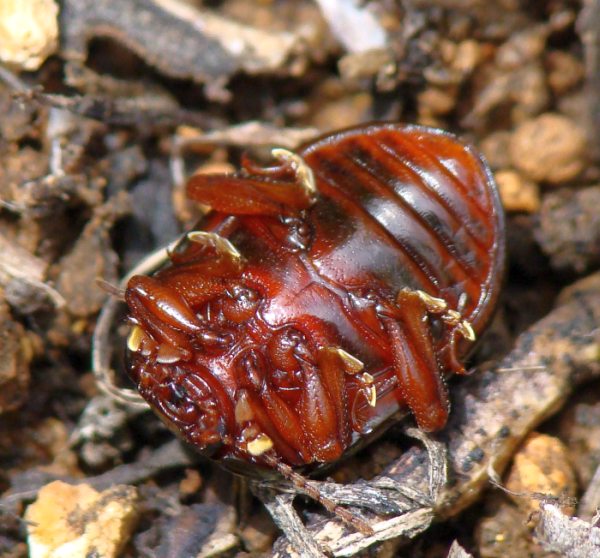 Chrysolina bankii