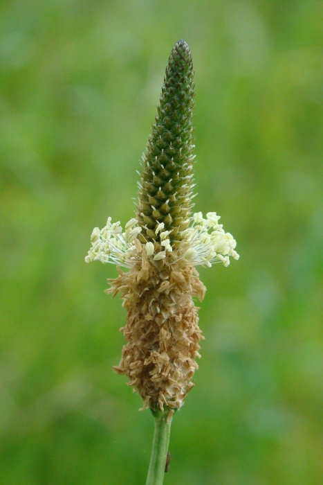 Plantago lagopus ?